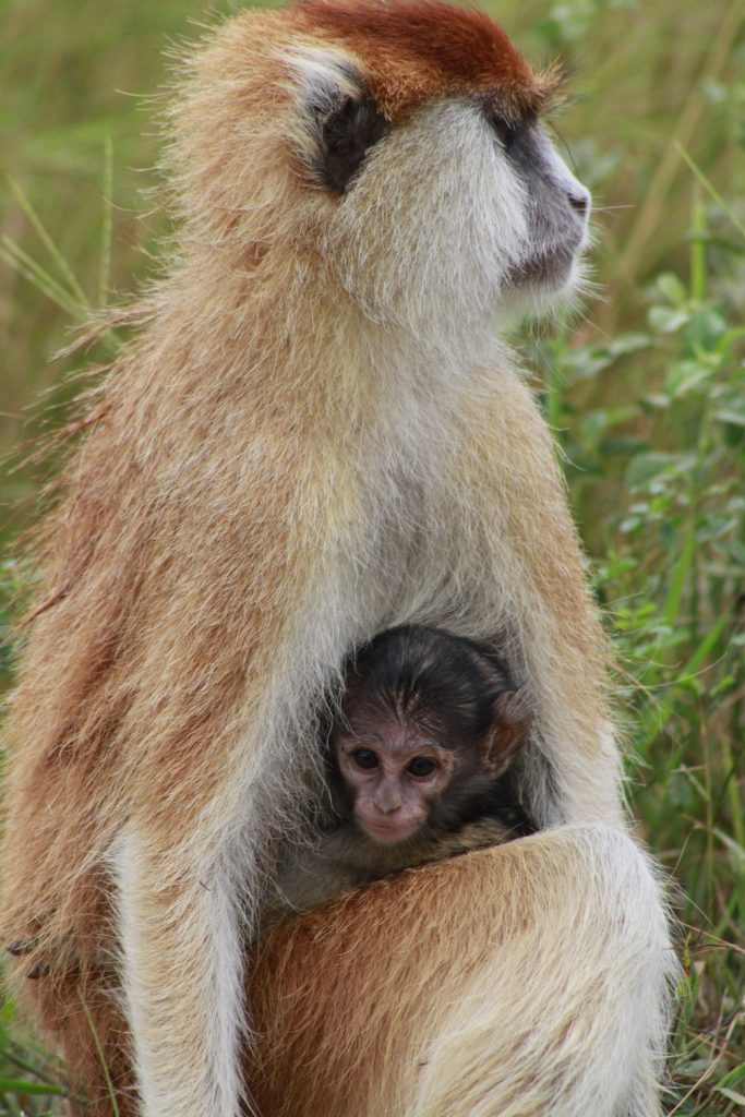 The Military Monkeys seen in Uganda, All about the Patas Monkey uganda.