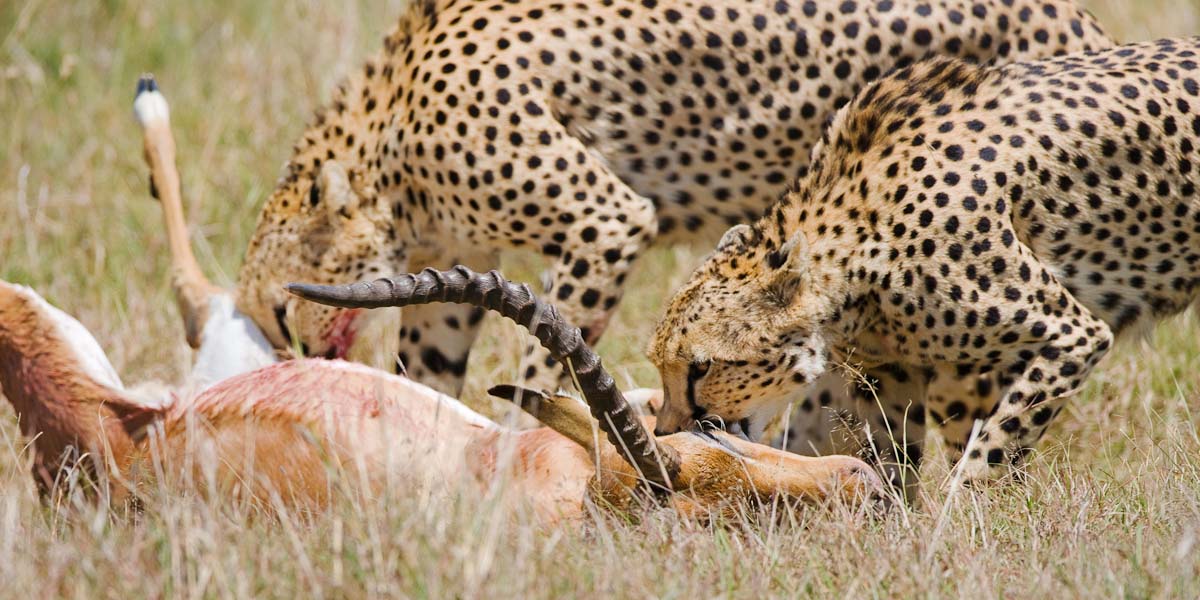 The World’s fastest Sprinter Animal footwear, The Cheetah feet.