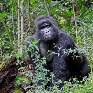 5 Reasons of which You Need to See Gorillas in Uganda