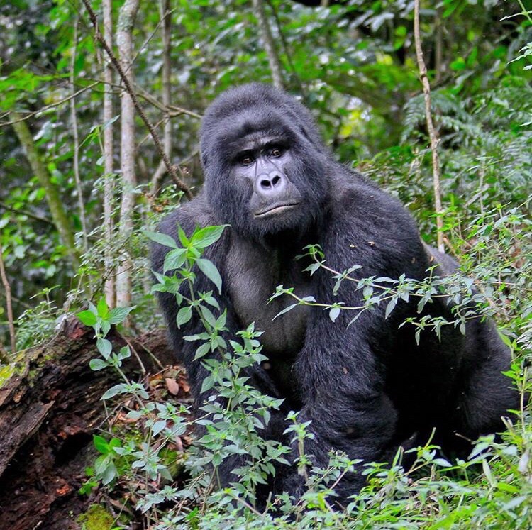 Gorilla in Uganda best