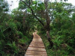 Bigodi Wetland