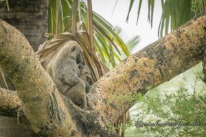 Female Baboon