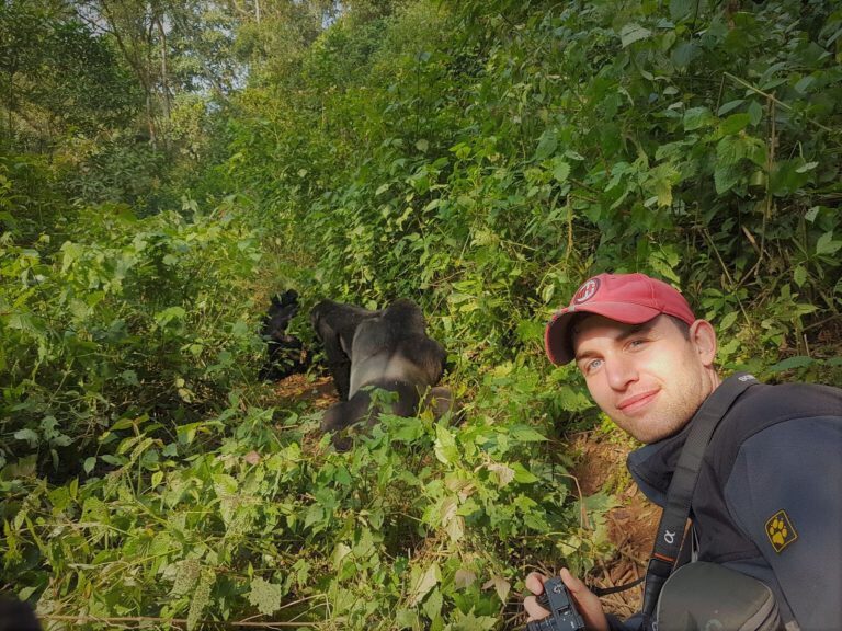 gorillas of Uganda in bwindi Forest