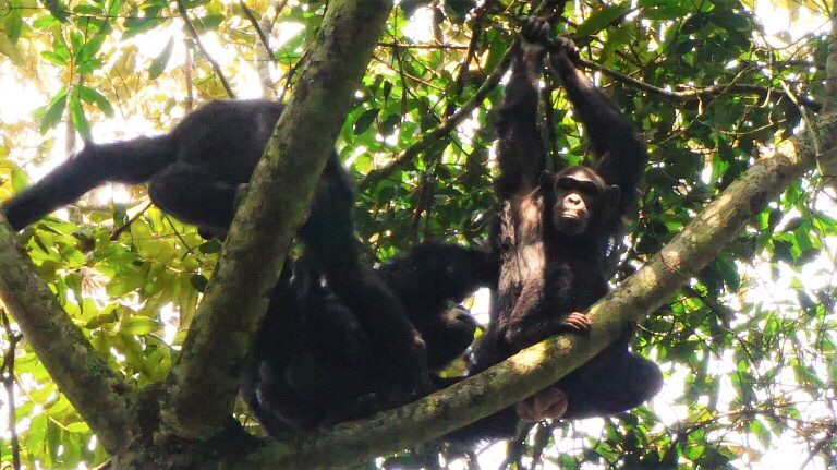 Chimpanzees in Kalinzu Forest