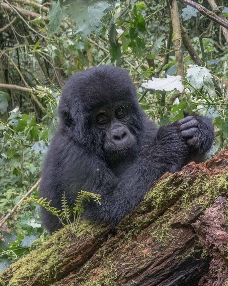 Gorilla eco adventures tours