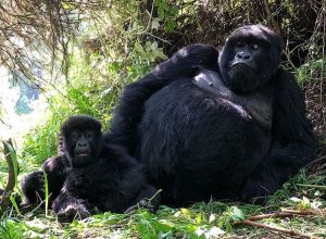 1 Day Rwanda Gorilla Tour a Short Quick Trekking From Kigali
