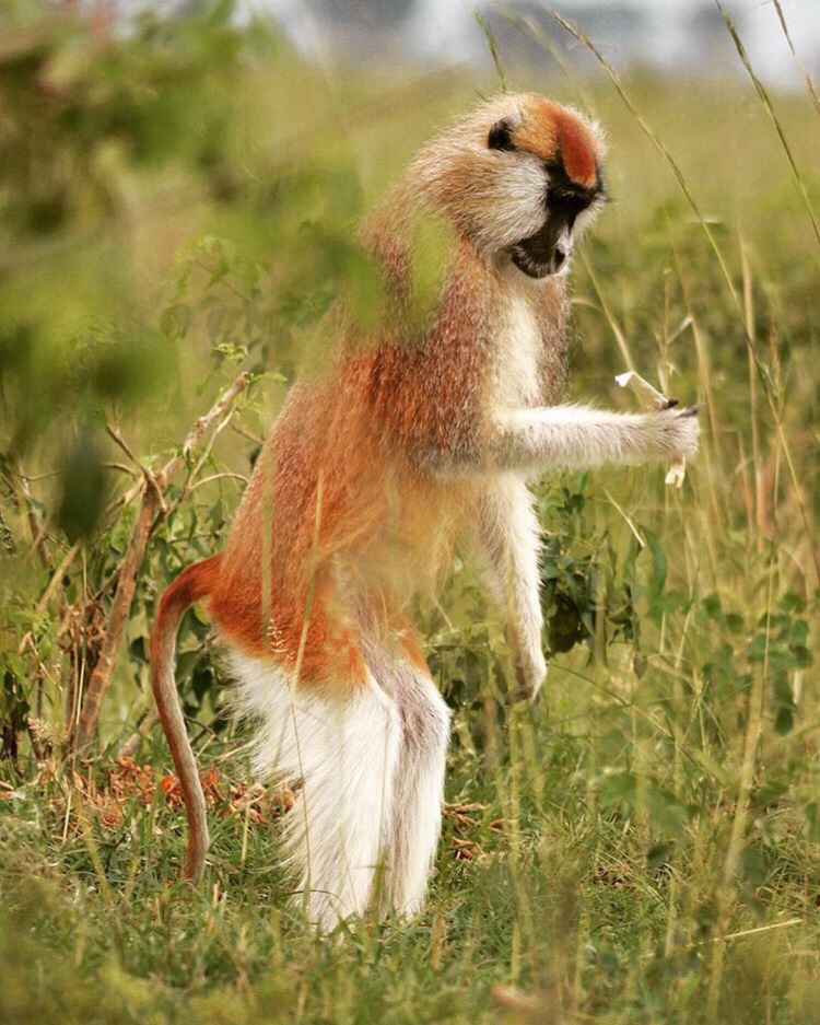 Military Monkeys seen in Uganda