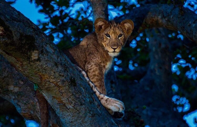 cruise and tree lions drive)