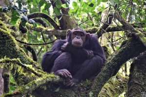 Chimpanzee Tracking - The 10 best Things to do in Uganda The pearl of Africa