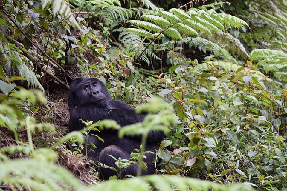 Trekking with Mountain gorillas in Uganda