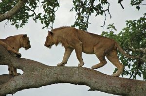 2 days Tree climbing lions safari Ishasha