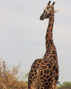 The 3 amazing facts about a Giraffe - The Tallest Mammal on Earth