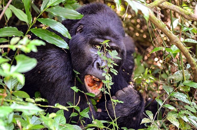 Uganda Safari Tours, Gorilla Trekking Experiences & African Adventure Vacations