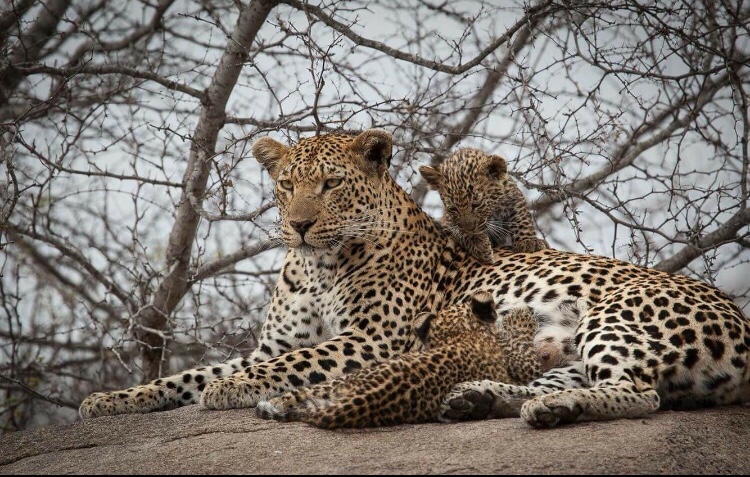 perfect leopard cubs and leopard mother