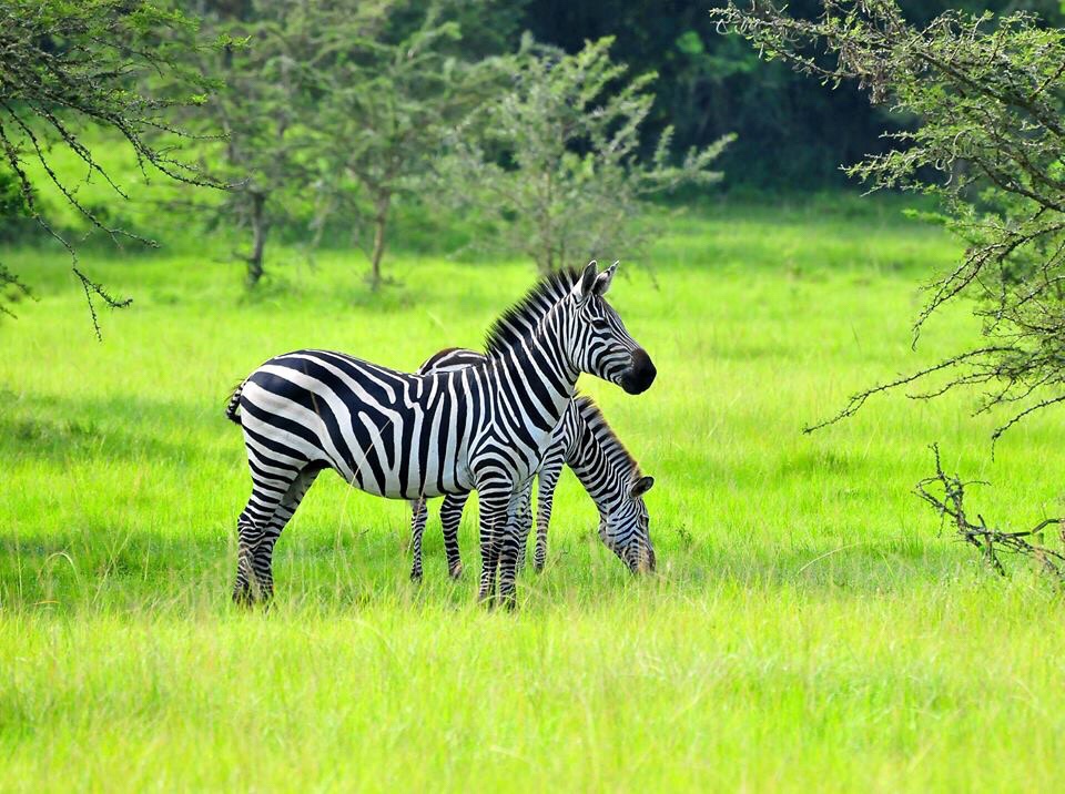 Gorilla tracking bwindi and wildlife tour