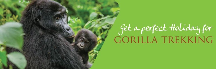 Comparison of Gorilla Trekking in Uganda, Rwanda and Congo