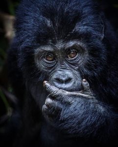 8 Days chimpanzee habituation Gorilla and wildlife Safari Experience