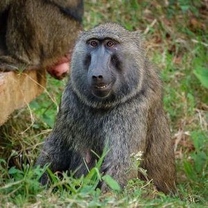 Did you know the Baboon has Innocent Eyes?