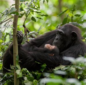 3 Days Kibale Chimpanzee Tracking Safari