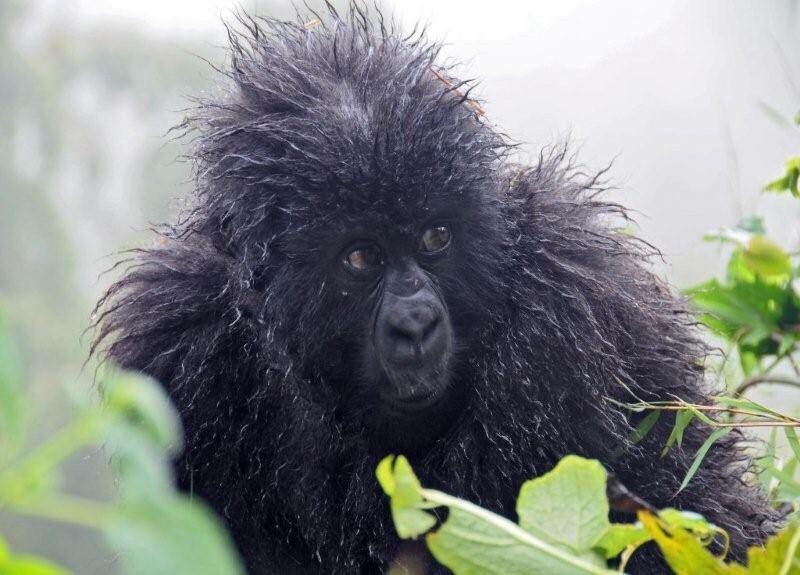 Gorillas in the rain