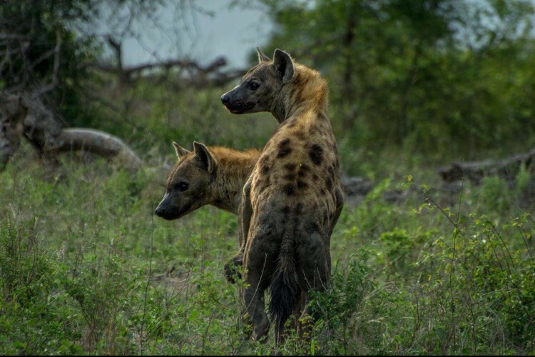 spotted hyenas mating and having sex in the wild