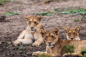 7 days wildlife safari tours to Murchison falls and kidepo valley park