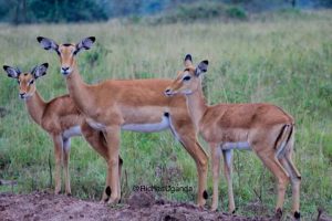 2 days lake mburo safari trip uganda