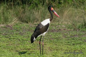 Saddle billed Stork