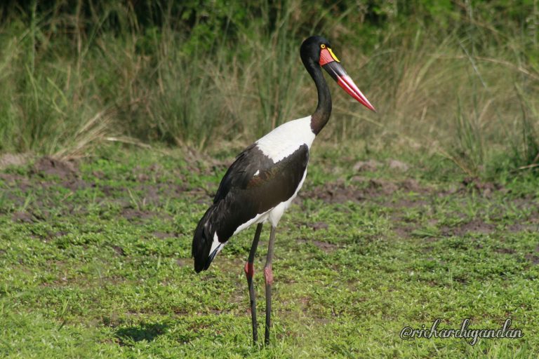 Know about the Saddle billed Stork.