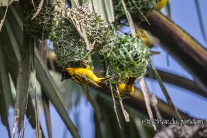 black headed weaver