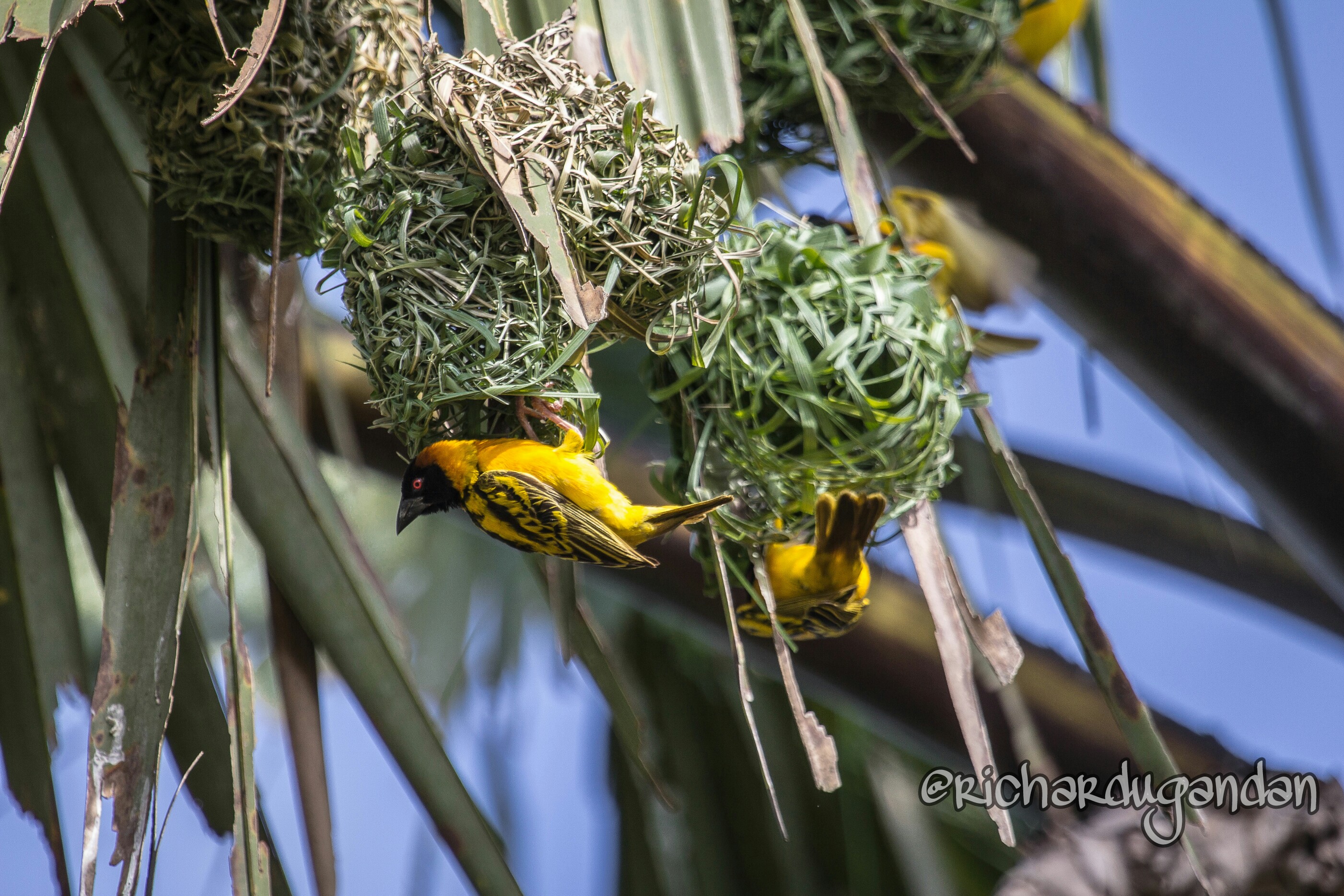Weaver Birds on Nests