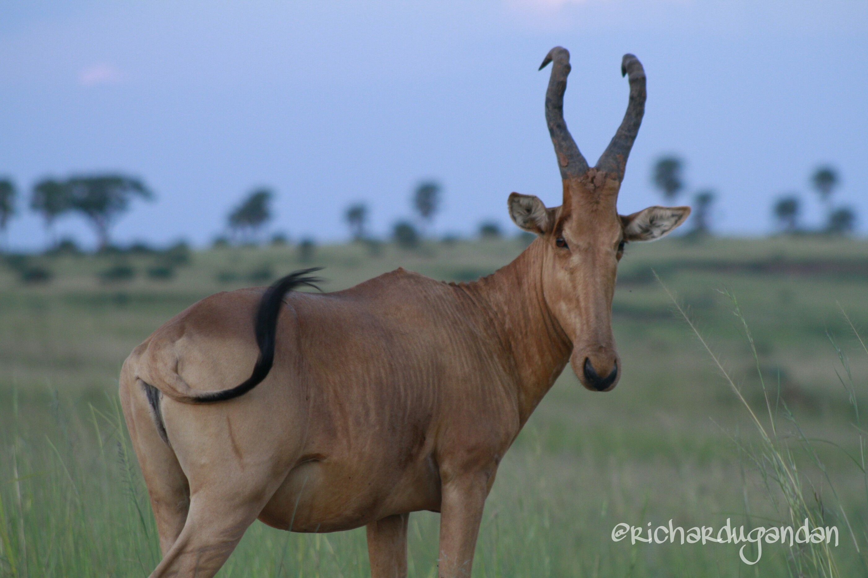 about the Jackson's Hartebeest