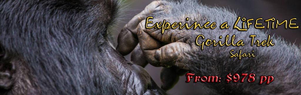 How much does it cost to go on a gorilla trekking in Africa?