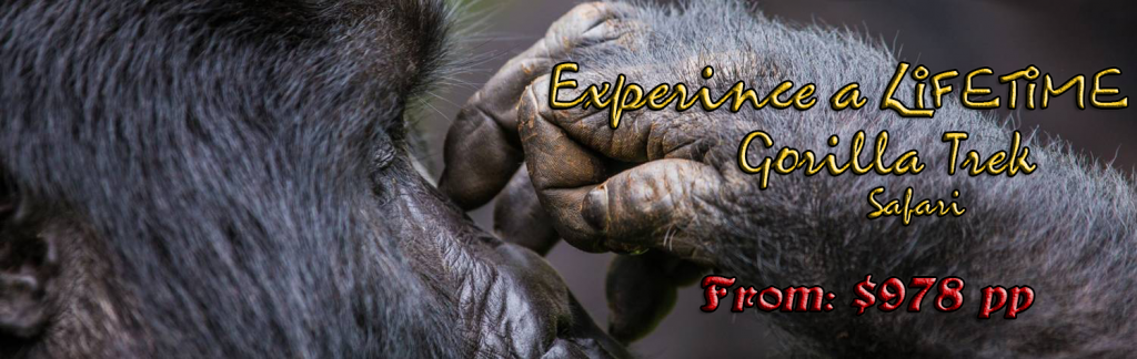 Mountain Gorilla Trekking Ethics