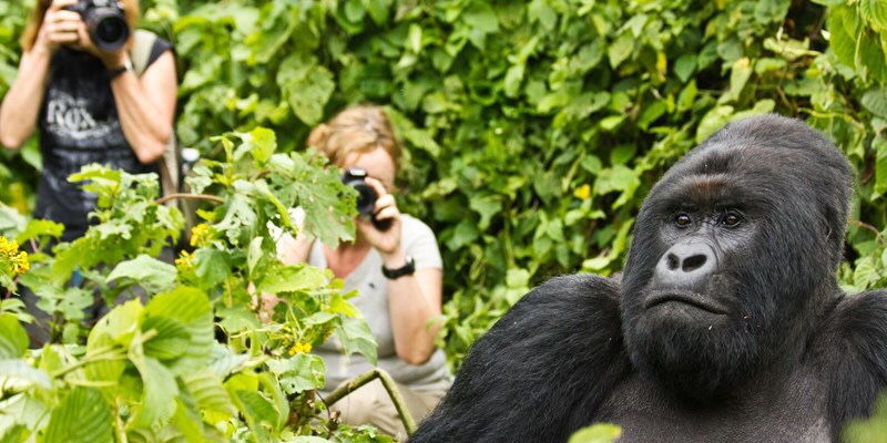 Uganda introduces more gorilla trekking permits after the Habituation of the new gorilla families.