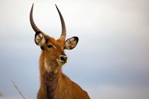 A Waterbuck (Kobus Ellipsiprymnus) Large Antelope in Africa.