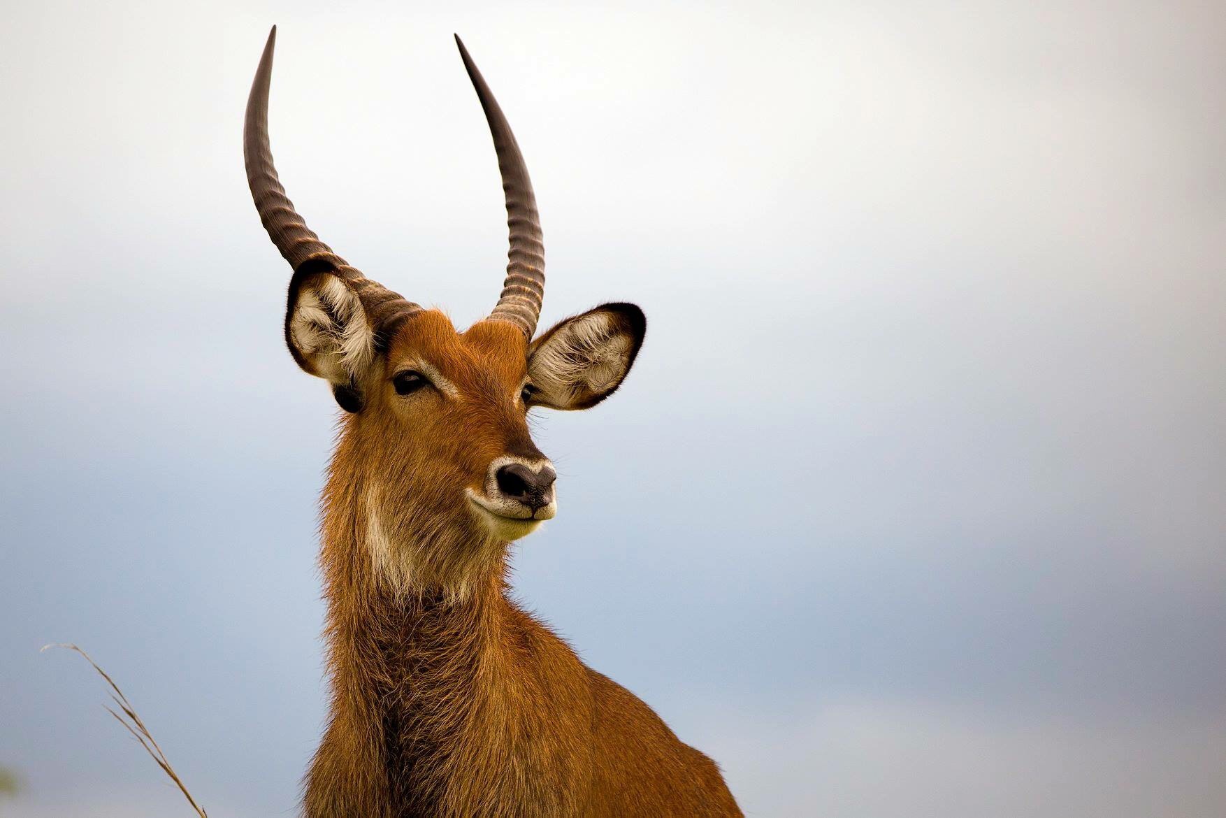 (Kobus Ellipsiprymnus) Large Antelope in Africa.