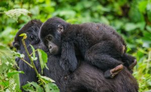 3 Days gorilla tracking uganda safari Mountain Gorilla Habituation Experience