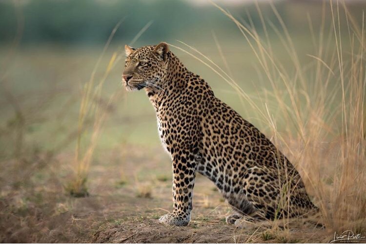 leopard in Queen Elizabeth Safari Wildlife Tour