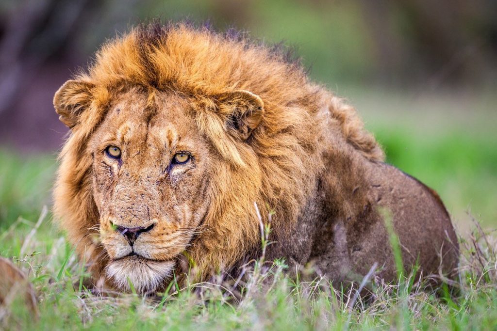 Lion - The Jungle Emperor