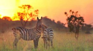 24 Days Rwanda Uganda Kenya Safari Zebras in Kidepo Valley