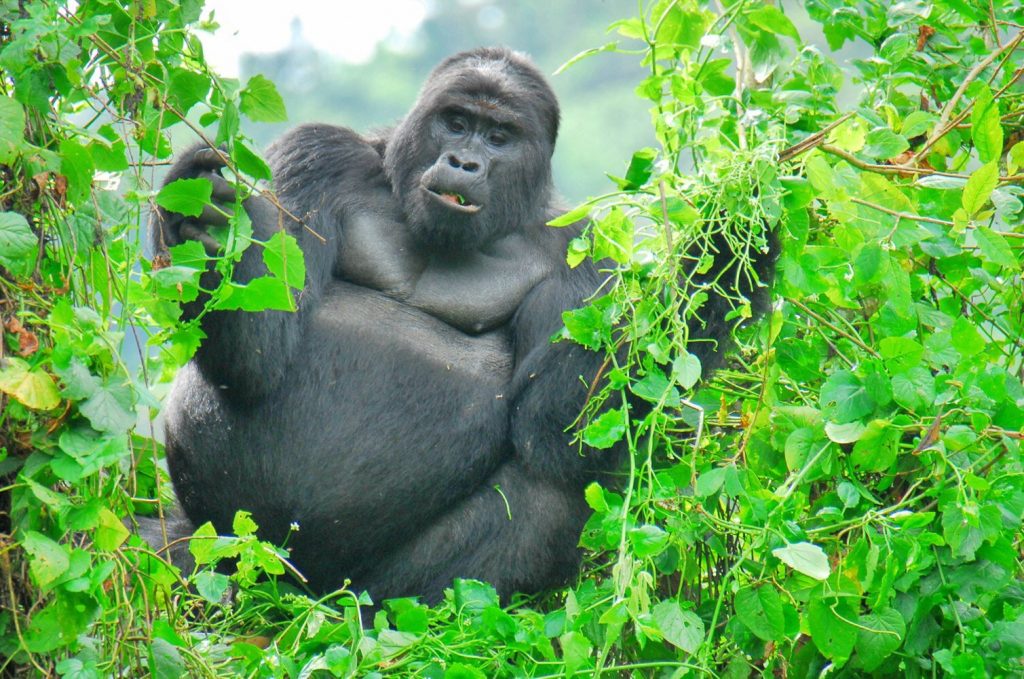 gorilla uganda Safaris the jungle forest of Bwindi in uganda