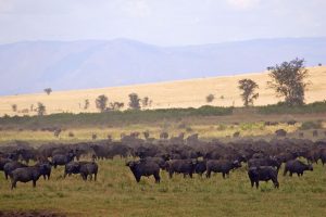 the wildlife highlights of Kidepo Safari