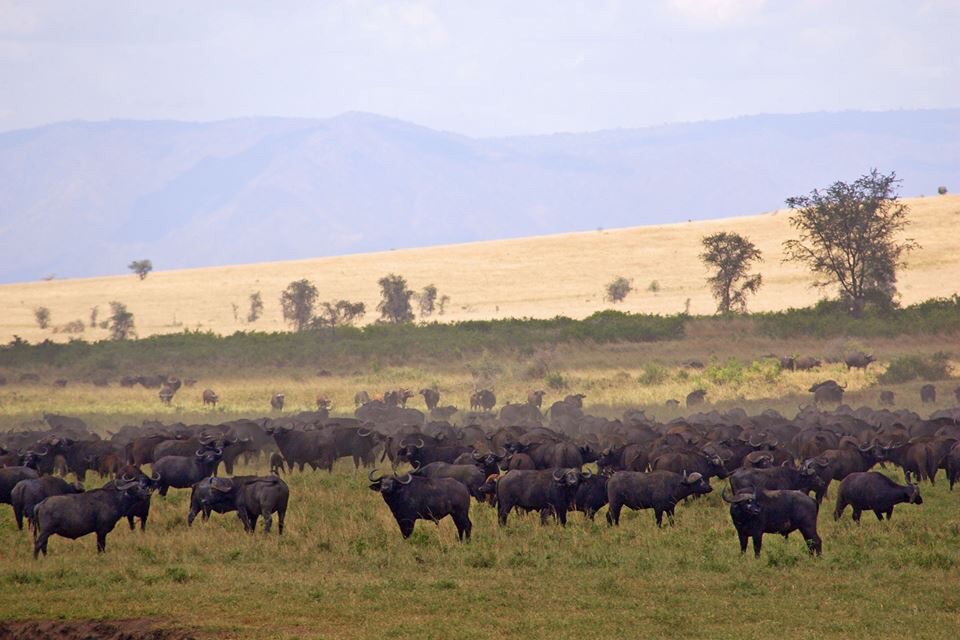 the wildlife highlights of Kidepo Safari