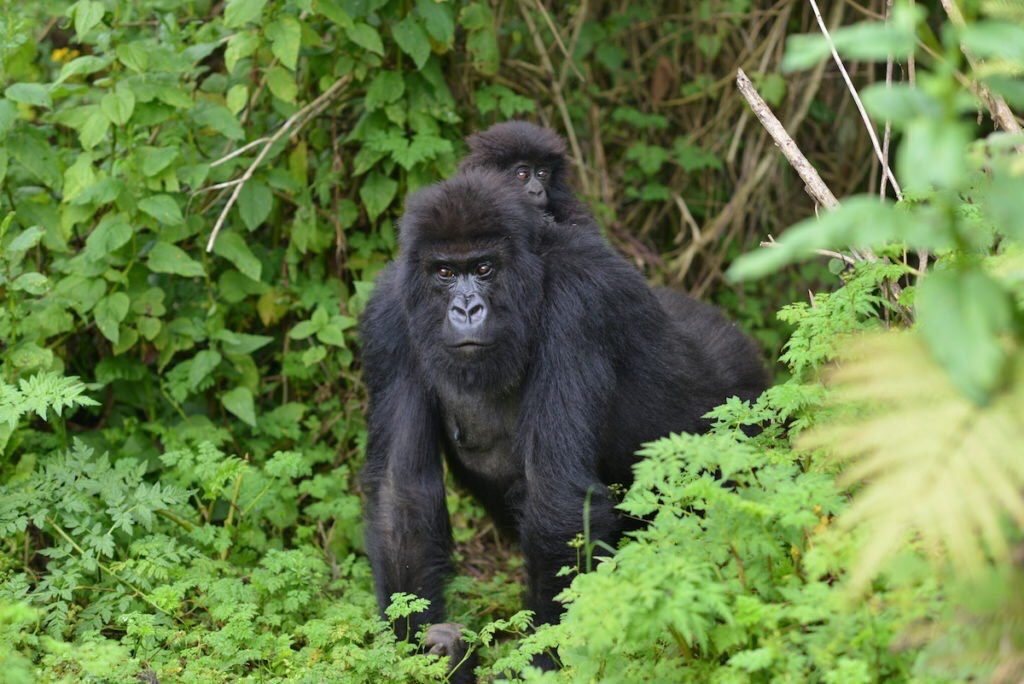 gorilla uganda Safaris our packages are given out at an affordable Uganda Safari