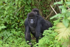 Inseguimento dei gorilla in Ruanda 