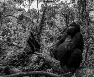 4 Days Uganda Gorilla and Golden Monkey Safari