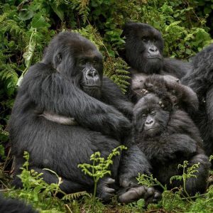 The Privilege to experience Habinyanja Gorilla Family in Uganda