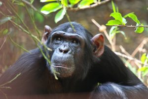 #4: Kibale Forest National Park