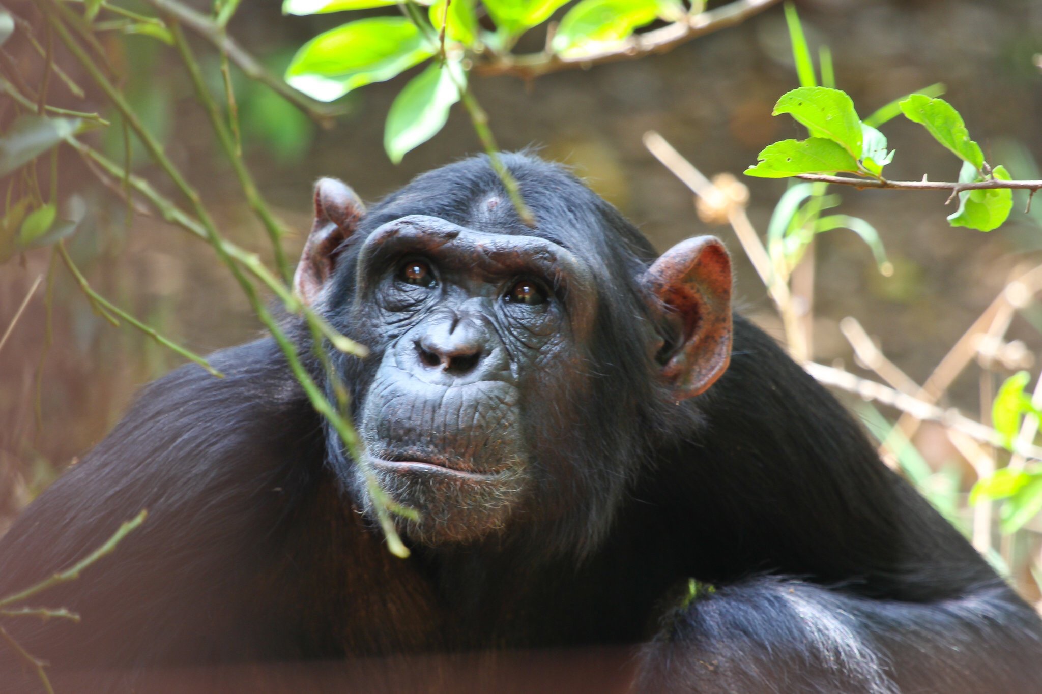 Trek Chimpanzee Gorillas in Uganda